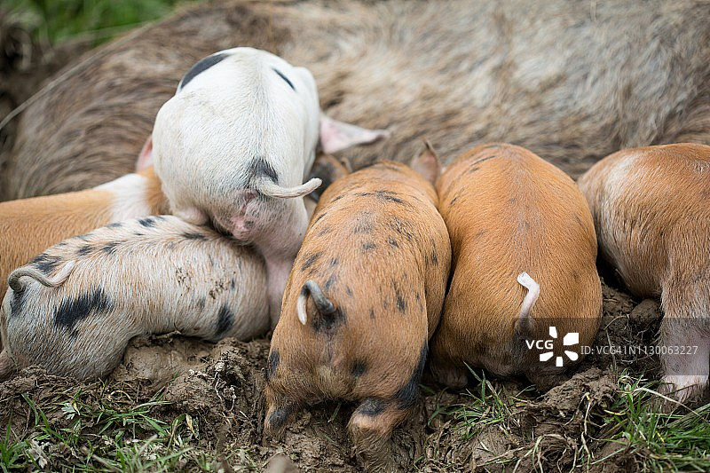 多色仔猪的特写后视图从泥母猪哺乳图片素材