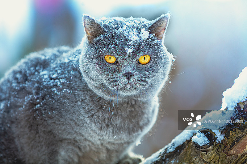 在暴风雪中，蓝色英国短毛猫坐在雪树上图片素材