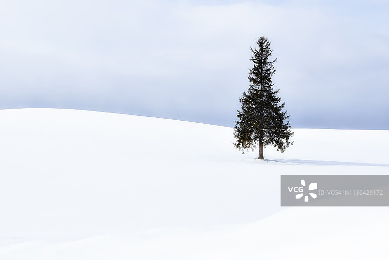 冬天，日本北海道北，雪山上的一棵圣诞树图片素材