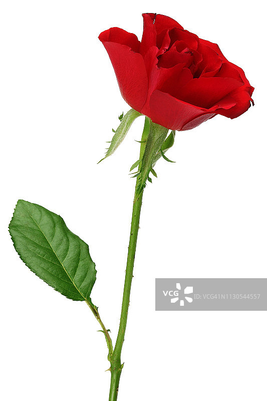 单瓣红玫瑰，孤立在白色上图片素材