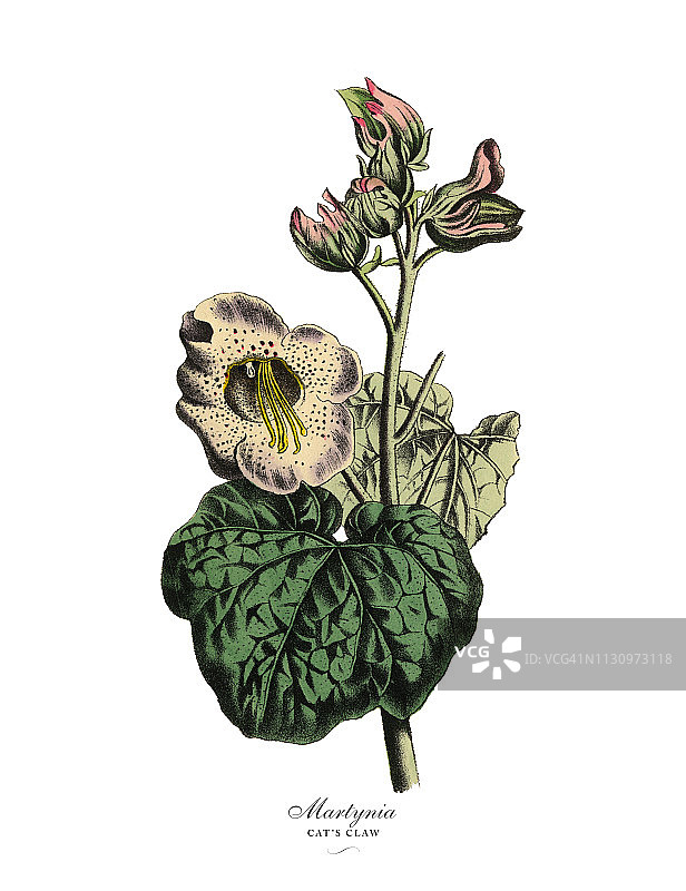 马丁尼亚或猫爪植物，维多利亚植物学插图图片素材