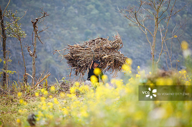 这个民族的男子把干树叶背在背上，作为烹饪生火的材料。河江，越南图片素材