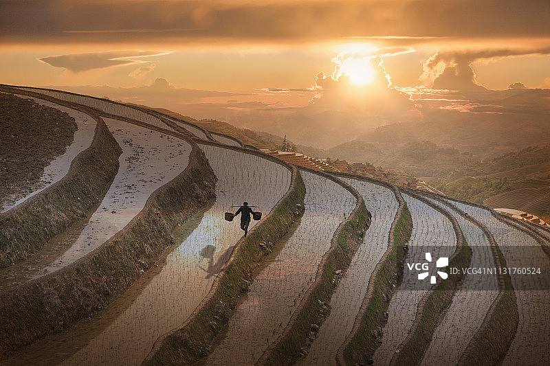 稻田里的农民图片素材