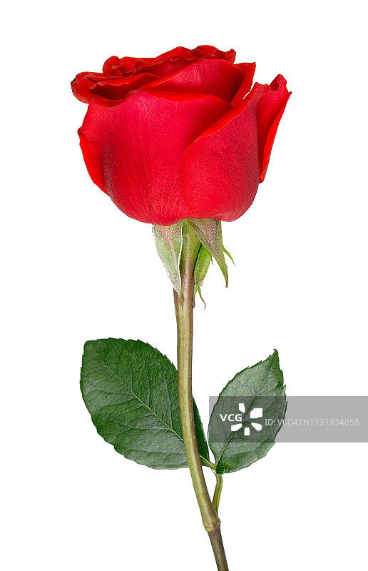 一朵孤立在白色背景上的红玫瑰。图片素材