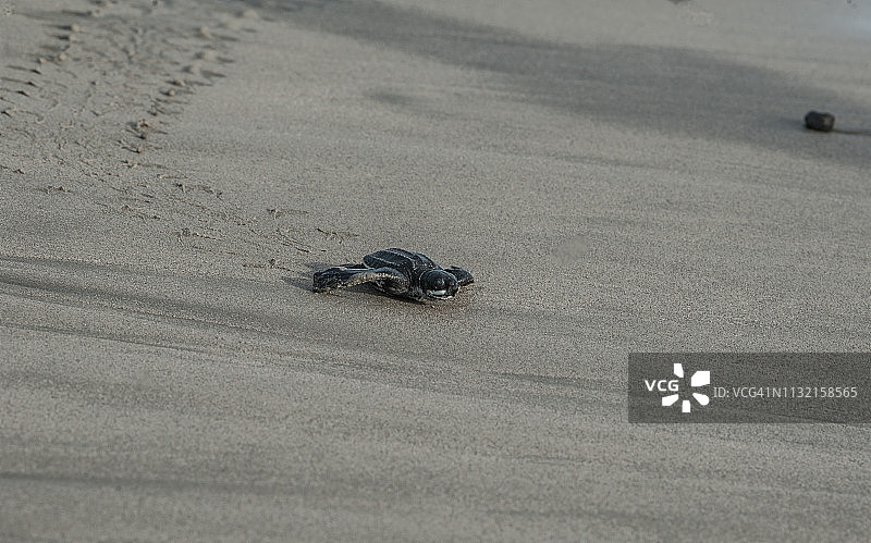 棱皮龟沿着海滩向大海爬行图片素材