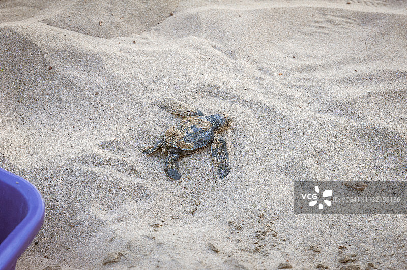 棱皮龟沿着海滩向大海爬行图片素材