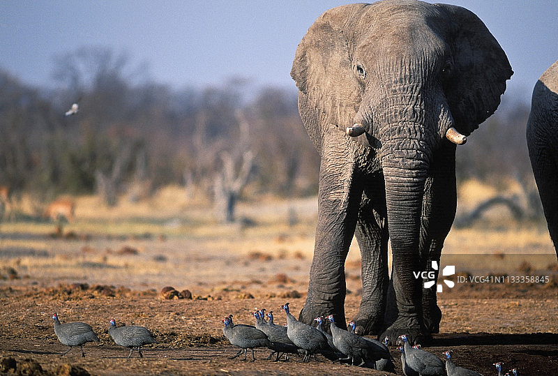 大象和头盔珍珠鸡，萨乌提，丘比国家公园，博茨瓦纳图片素材