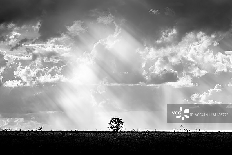 在非洲纳米比亚的埃托沙国家公园，一棵带着天堂之光的孤独的树图片素材
