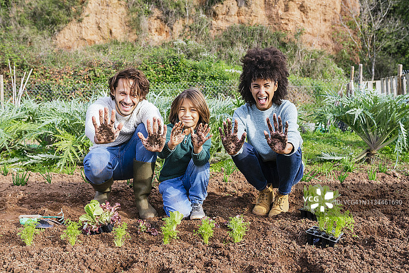 家庭在菜园种植生菜幼苗，双手伸出，满是泥土图片素材