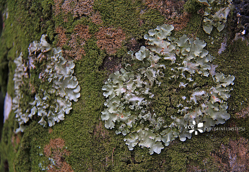 近照绿色地衣和苔藓生长在树干上图片素材