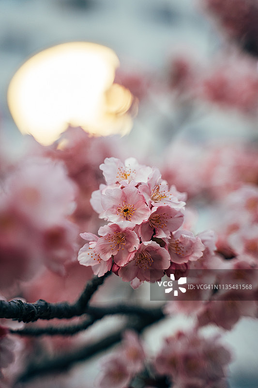 樱花盛开的春天，日本。图片素材