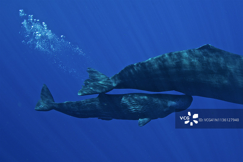 多米尼加的抹香鲸幼崽和它的母亲一起游泳图片素材
