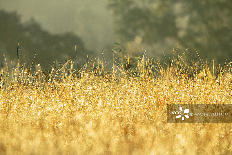 一幅充满阳光的金色田野的图画图片素材
