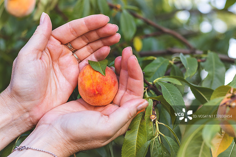 女性的手触摸着枝头上成熟的桃子图片素材