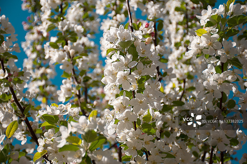 白色的树在春天开花图片素材