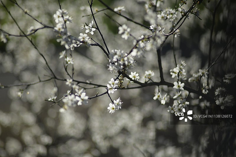 突出的春天树木和樱花图片素材