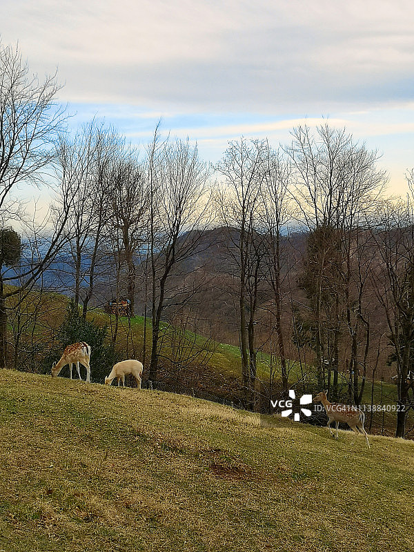 三头狍子正在山上的草地上吃草图片素材
