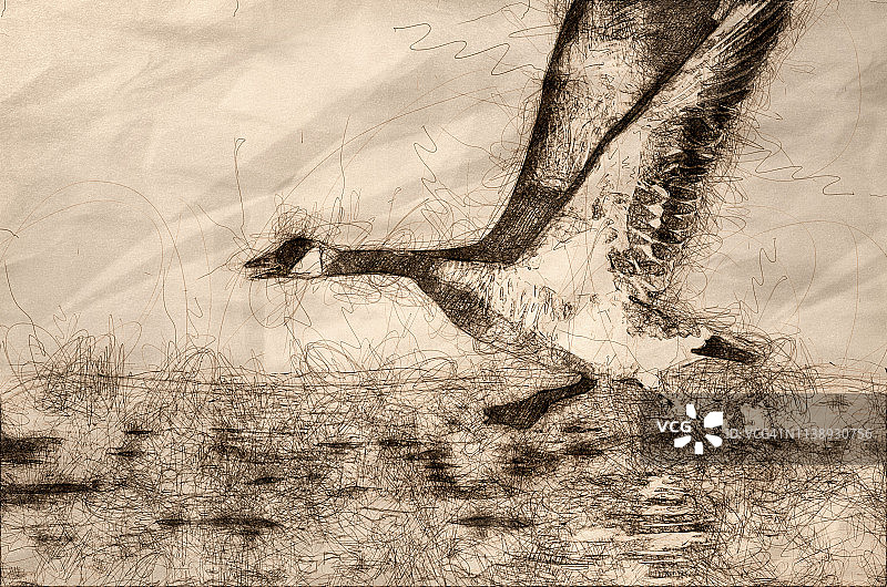 从河水中飞出的加拿大鹅素描图片素材