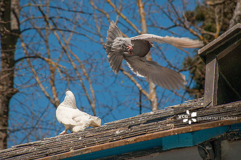 打盹的白鸽和降落的灰鸽图片素材