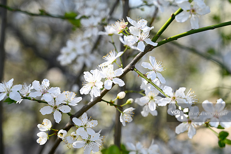 一棵树枝的花朵在春天开放。日本李子，红李子，园李子-皮萨迪李。图片素材