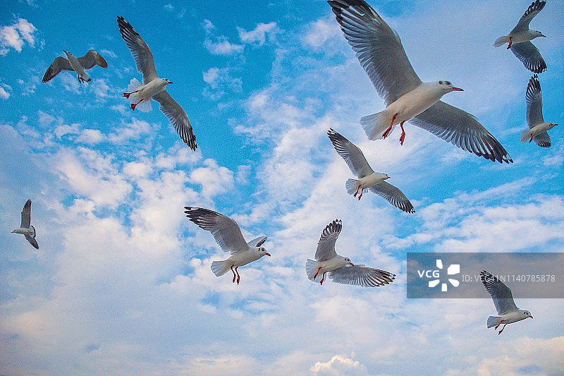 低角度的海鸥在天空中飞行，泰国图片素材
