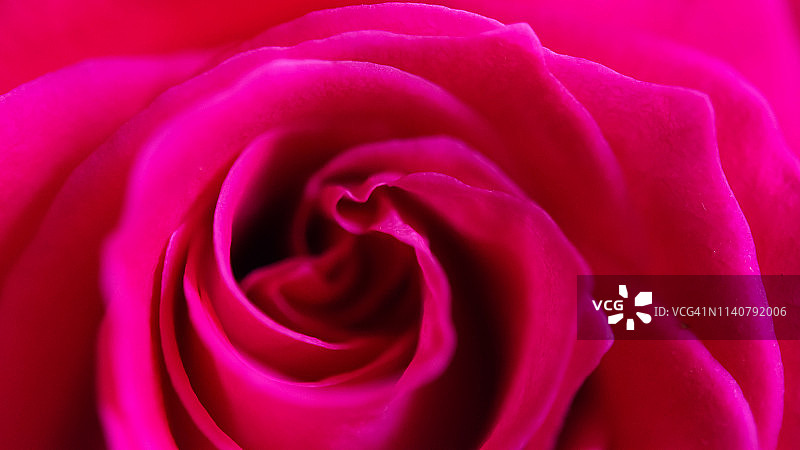 一朵抽象的玫瑰花图片素材