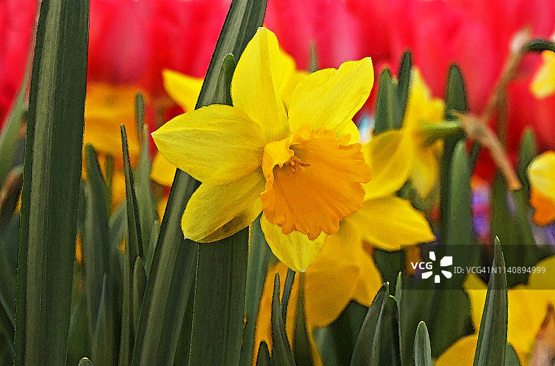 黄色水仙花的红色背景在水彩纹理图片素材