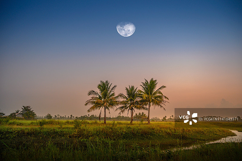 清晨，牧场上有椰子树和月亮图片素材