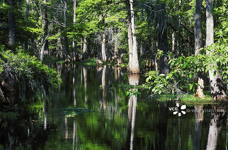美国路易斯安那州Atchafalaya沼泽中的水柏图片素材