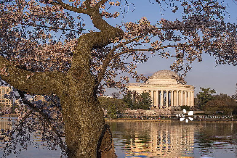 美丽的早晨杰弗逊纪念堂樱花盛开图片素材