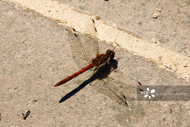 普通的红镖蜻蜓图片素材