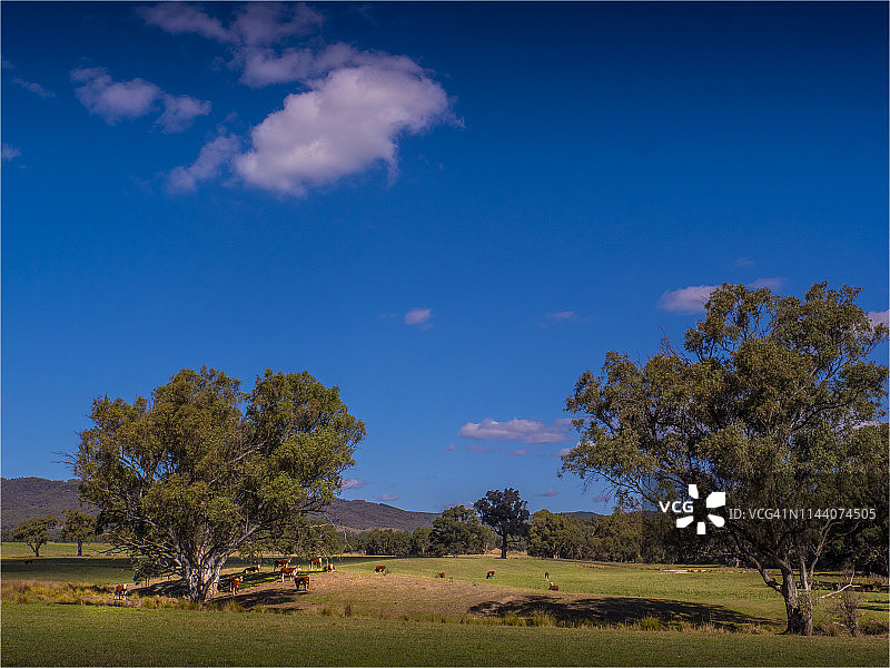 秋雨过后的宁静农田，位于澳大利亚维多利亚州中部比奇沃思地区历史小镇亚坎达外。图片素材