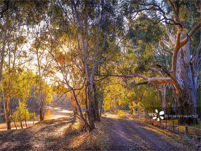 澳大利亚新南威尔士州科罗瓦的墨累河谷国家公园，秋天黄昏的金色光线。图片素材
