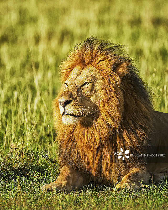 在日出时，雄狮(狮子)躺在草地上的肖像图片素材