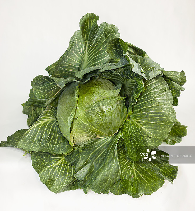 在阿拉斯加州博览会上，一颗大白菜坐落在洁白的背景上图片素材