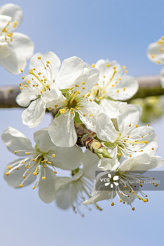 特写的美丽的春天开花，白色的梅花花图片素材