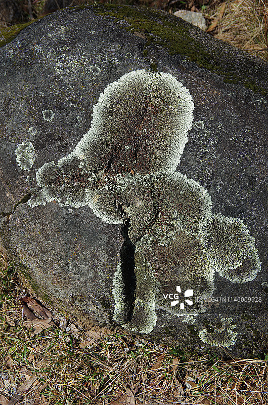 生长在澳大利亚新南威尔士州科修斯科国家公园岩石上的地衣图片素材