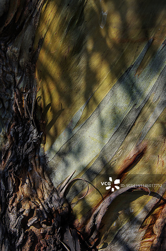 雪胶(桉树)树干图片素材