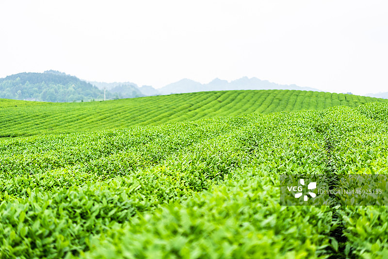 中国的茶叶种植园图片素材