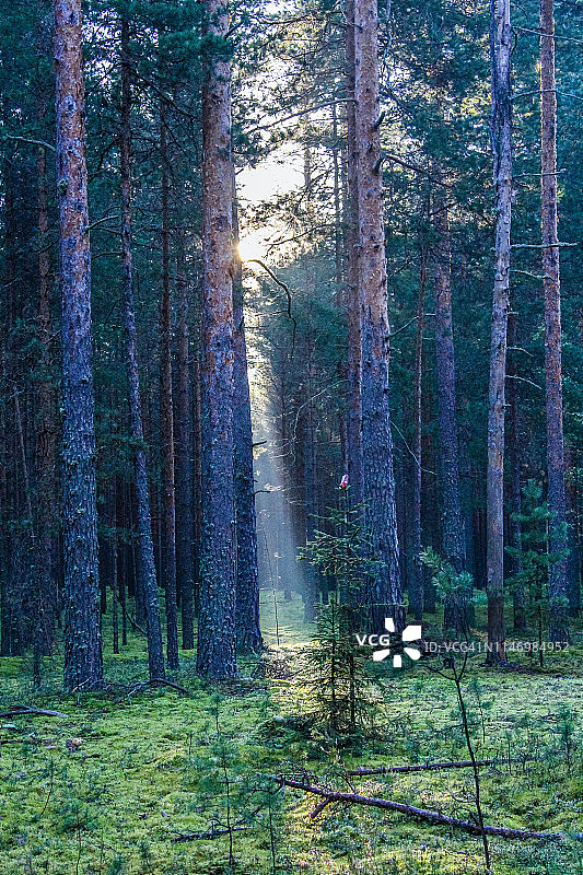 黑暗森林背景。森林里的晨光图片素材