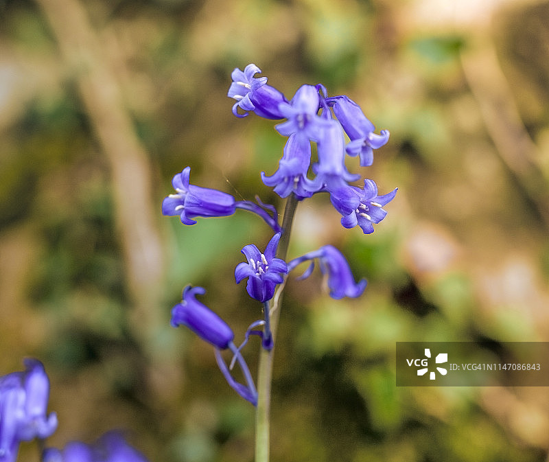 森林里的蓝铃花。图片素材