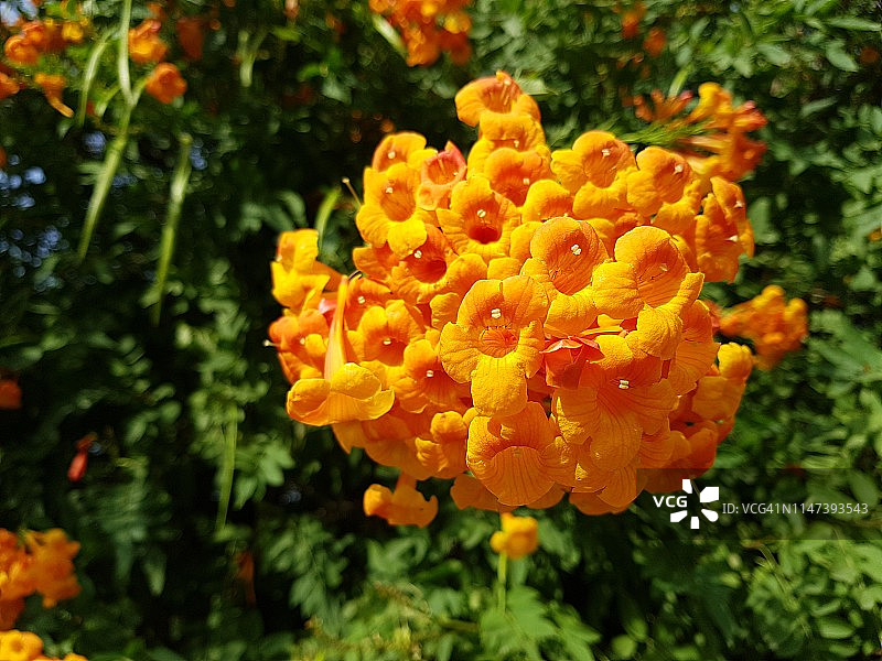 一簇充满活力的橙色喇叭状花在初夏，由一个明亮的初夏的一天图片素材