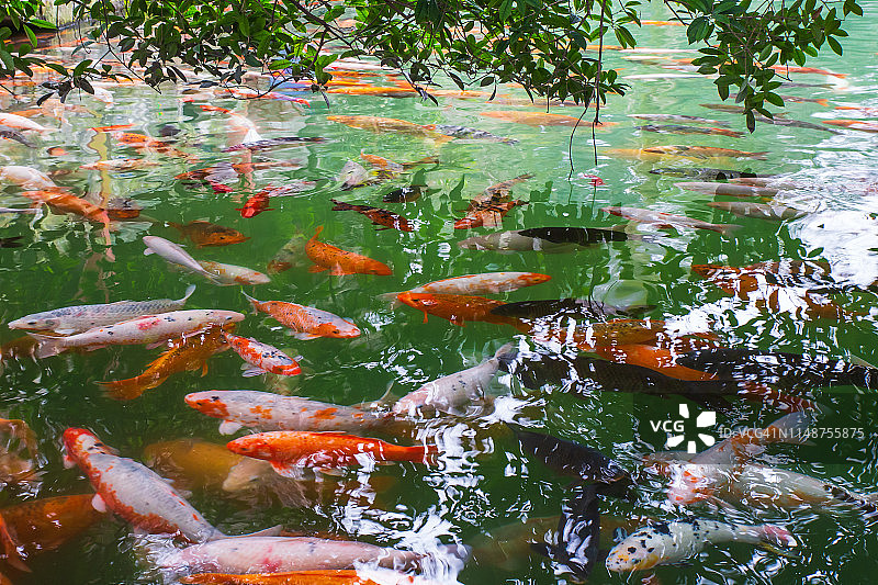 中国池塘里的锦鲤，东亚文化。图片素材