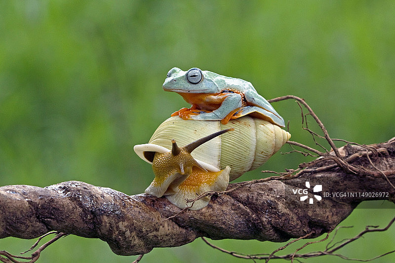 爪哇树蛙在蜗牛上面，印度尼西亚图片素材