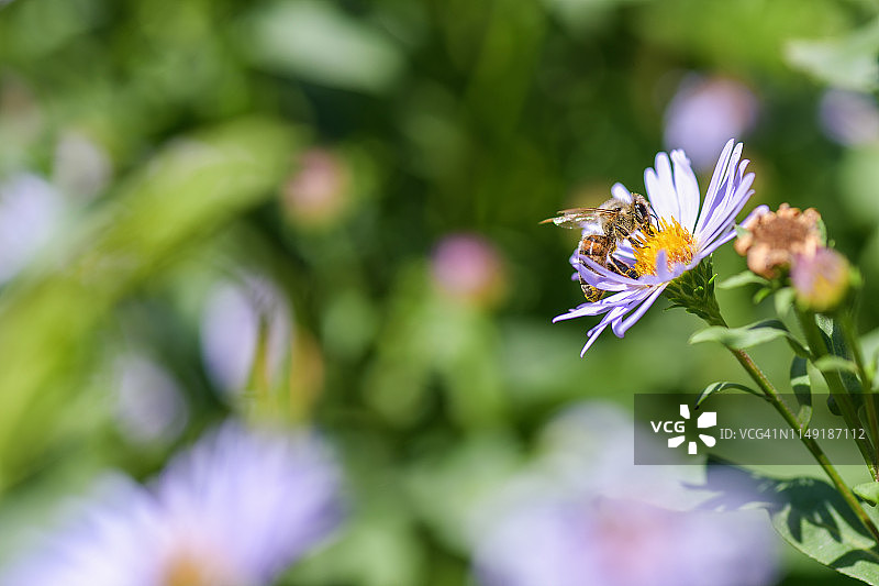 右边是一只蜜蜂在紫色花朵上采集花粉和花蜜的特写，左边的地方有广告题词。水平微距摄影。图片素材