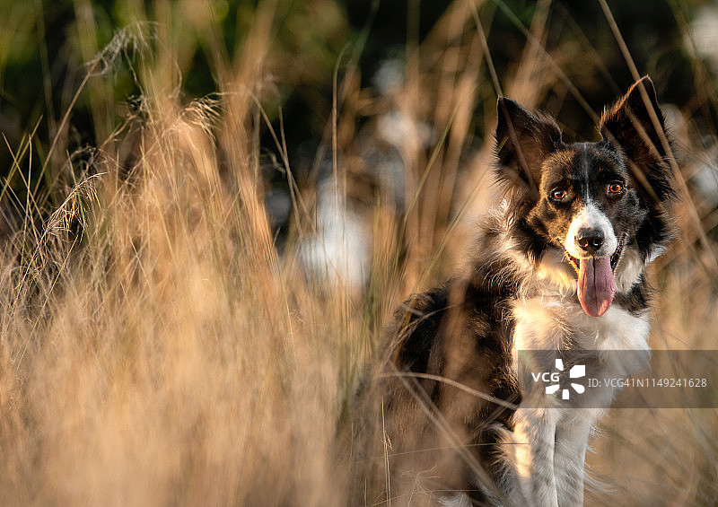 狗快乐地坐在田野里图片素材