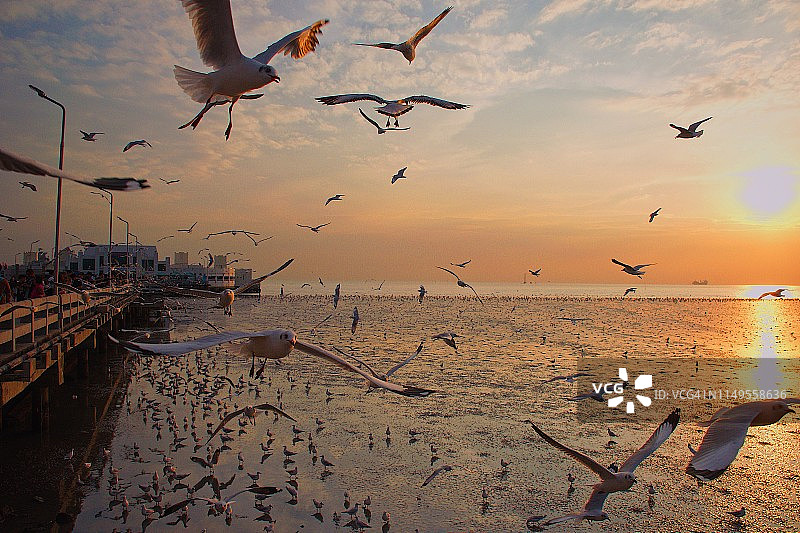 泰国，在日落时，海鸥在海面上飞翔图片素材
