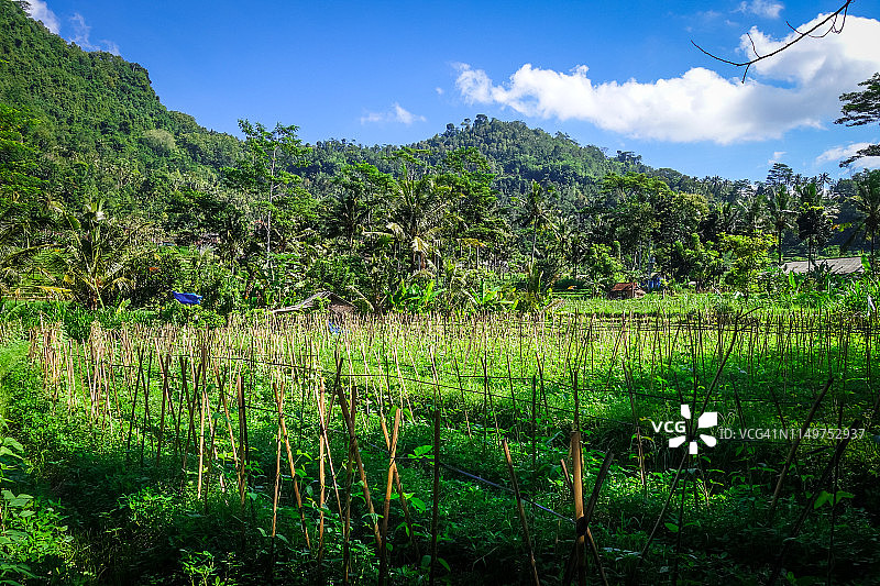 在绿色的田野里的种植园，塞德门，印度尼西亚的巴厘岛图片素材