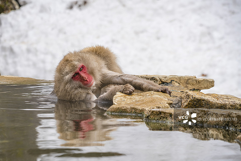 2月20日，在日本长野地狱谷雪猴公园，一只雪猴在雪山温泉中放松和沐浴。图片素材