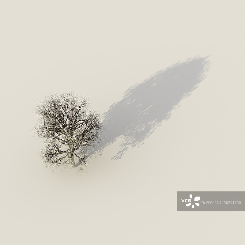 3D渲染，光秃秃的冬天的树与一个阴影与夏天的树叶图片素材